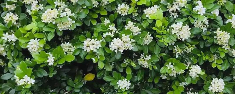 九里香与七里香有什么区别，叶片、花朵、果实都不同