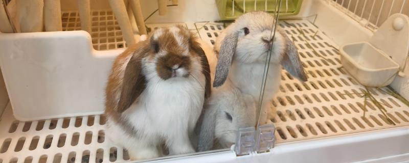 兔子应激后果，可能出现不吃不喝、烦躁不安等表现