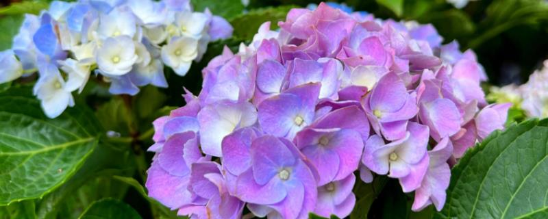 如何地栽绣球花，将根系舒展后栽入穴中并填土压实