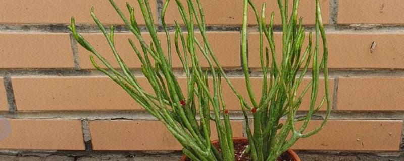 光棍树的修剪方法,春季要抹除多余的嫩芽