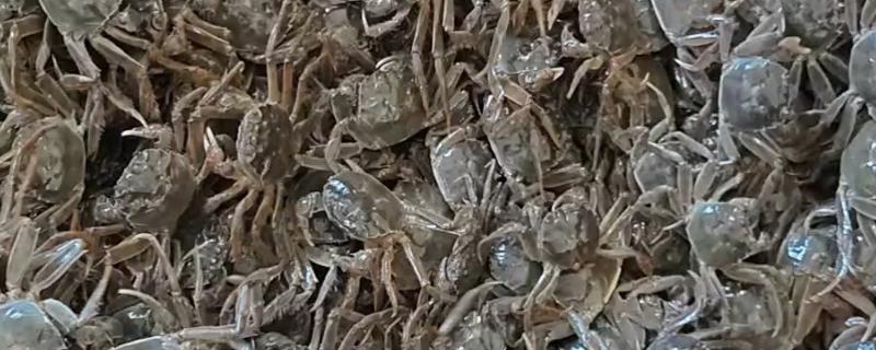 螃蟹的成熟期在什么时候，通常在1-2年左右