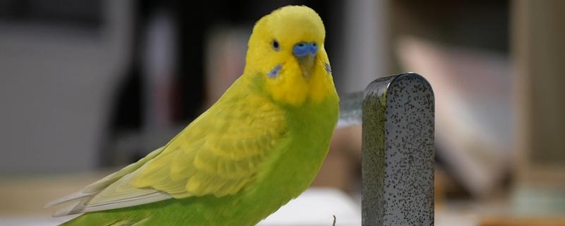 虎皮鹦鹉不洗澡的后果，身上会出现寄生虫