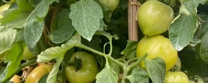 耐储运的番茄品种，推荐吉诺比利、千禧等