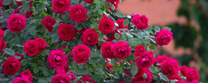会爬的植物有哪些品种，有爬藤月季、紫藤花等