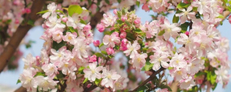 海棠叶子发黄干枯的原因，可能是缺光、环境密闭、水分不足等因素造成