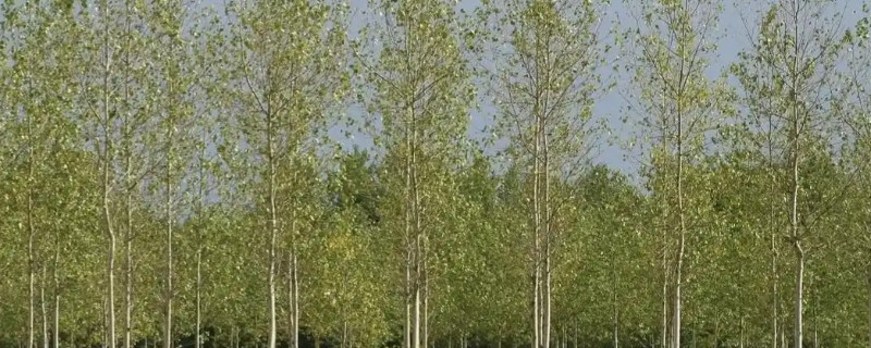 杨树适合什么时候种，在春季和秋末冬初种植