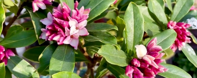 瑞香的养殖方法，生长期每隔半个月追肥一次