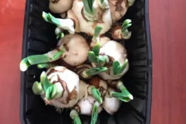 水培水仙开花后怎么处理，将基部枯叶和残花都修剪掉