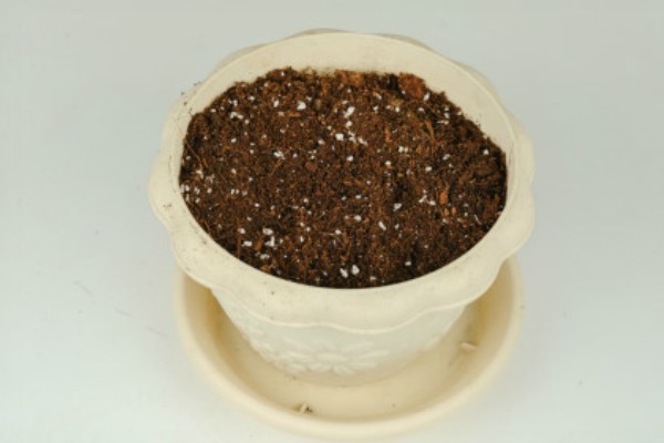 水培水仙开花后怎么处理，将基部枯叶和残花都修剪掉