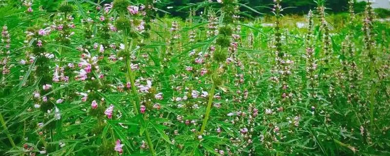 益母草的种植要点，春播需中耕除草3次