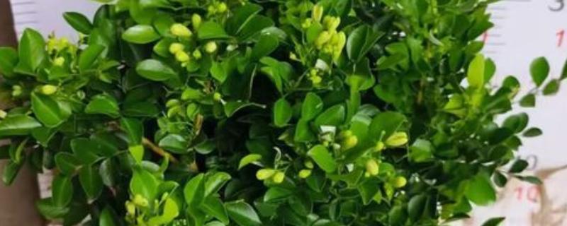 米兰怎么养殖,春秋两季每隔2-5天浇一次水