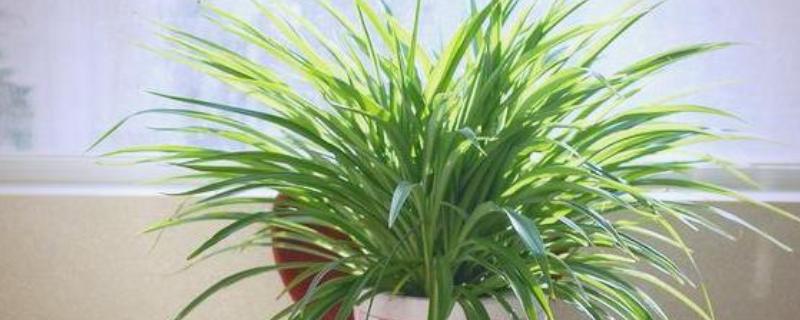 吊兰怎样换盆，选择在每年春秋两季进行