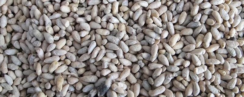 棉花种子怎么处理,用药拌种可防治害虫