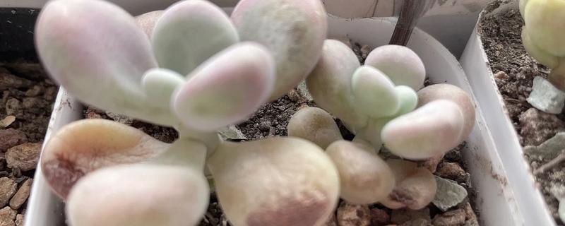 多肉烟煤病和晒伤有什么区别，前者叶片会产生黑色霉斑、后者会失水萎蔫