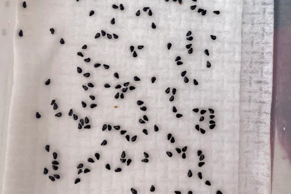 火龙果种子有什么特点，呈芝麻粒大小