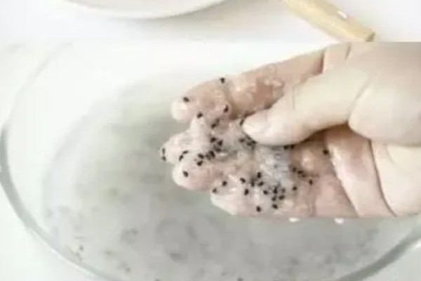 火龙果种子有什么特点，呈芝麻粒大小