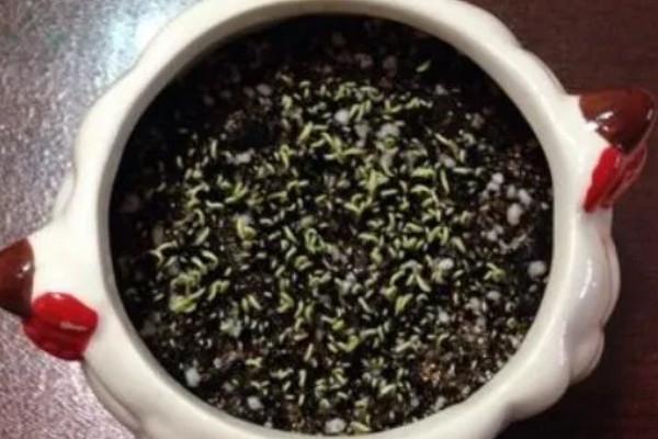 火龙果种子有什么特点，呈芝麻粒大小