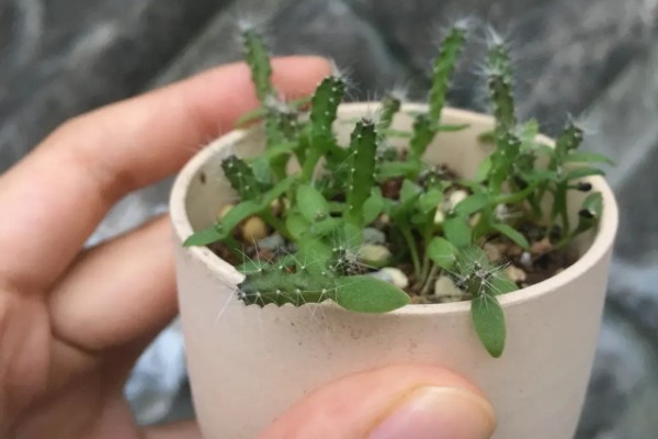 火龙果种子有什么特点，呈芝麻粒大小