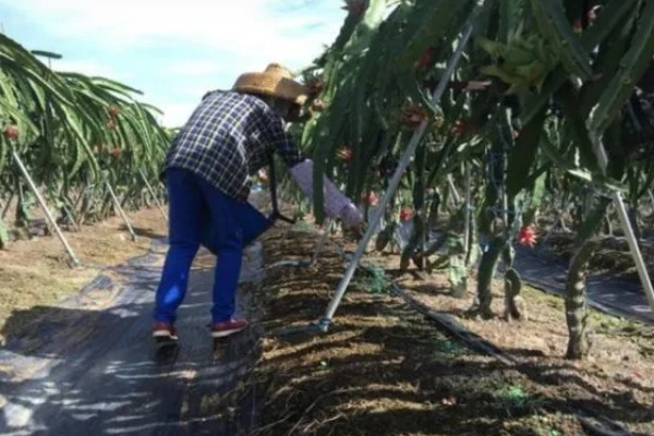 火龙果种子有什么特点，呈芝麻粒大小