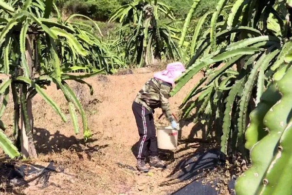 火龙果种子有什么特点，呈芝麻粒大小