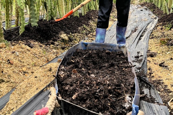 火龙果种子有什么特点，呈芝麻粒大小