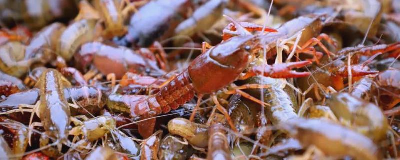 小龙虾一年四季都有吗，一年四季都有