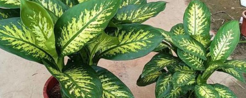 斑马万年青的养殖方法，每年的春天换盆一次