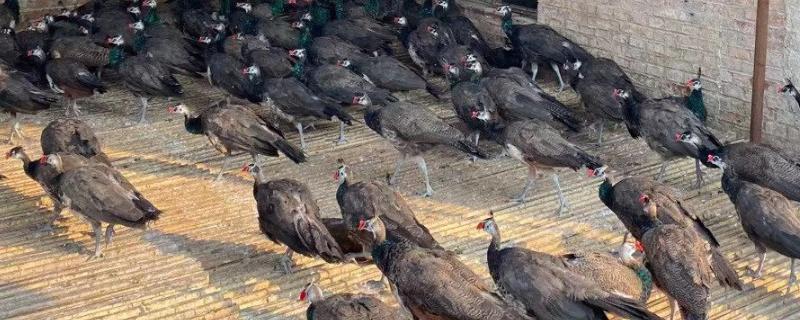 避免火鸡苗死亡的方法,把温度保持在15-30℃