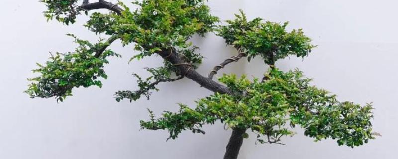 小叶紫檀开花的寓意,寓意着幸运来临