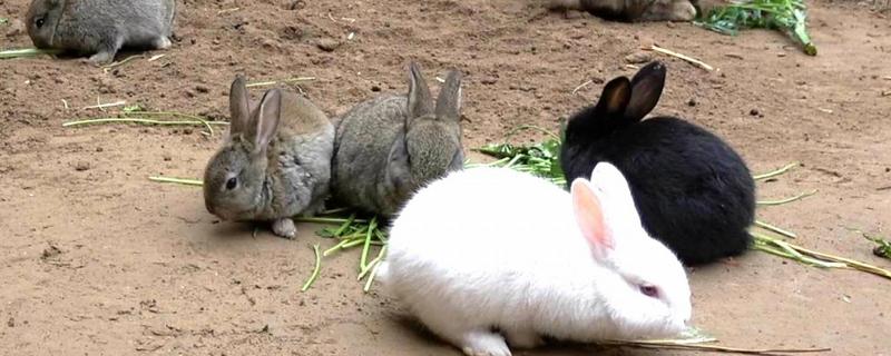 野兔的食物，喜欢吃嫩草和野菜
