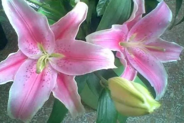 百合花的花期，一般为4-7月份