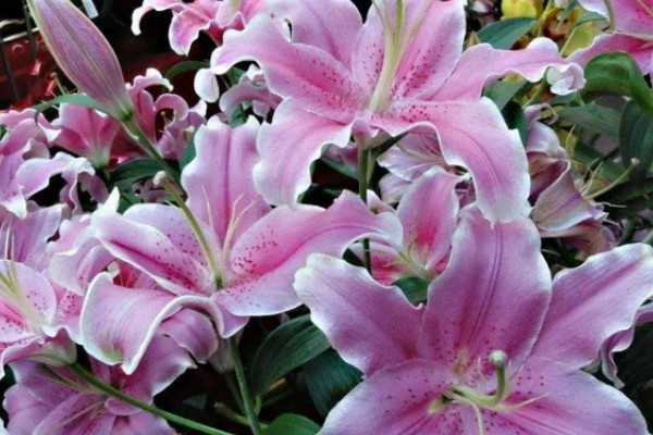 百合花的花期，一般为4-7月份