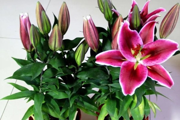 百合花的花期，一般为4-7月份