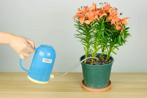 百合花的花期，一般为4-7月份