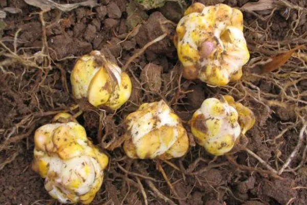 百合花的花期，一般为4-7月份