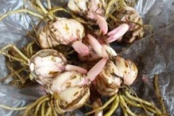 百合花的花期，一般为4-7月份