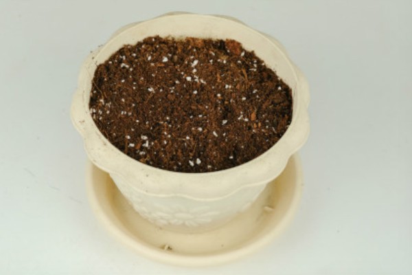 百合花的花期，一般为4-7月份