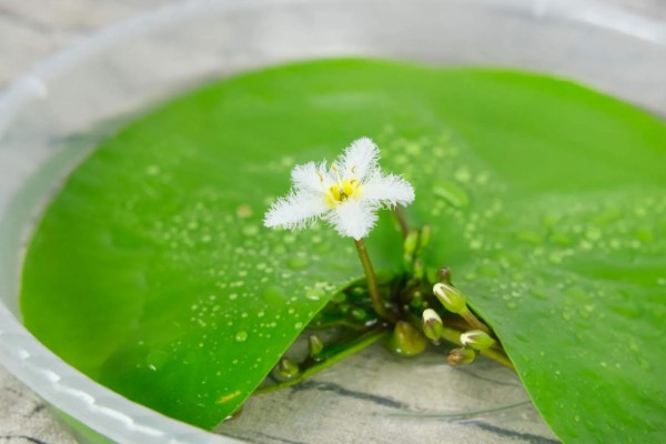 金银莲花怎样换水，需先将金银莲花从基质中取出