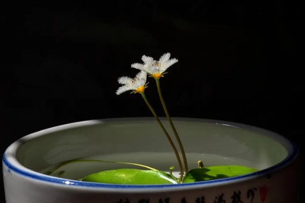 金银莲花怎样换水，需先将金银莲花从基质中取出