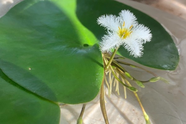 金银莲花怎样换水，需先将金银莲花从基质中取出