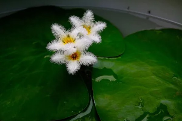 金银莲花怎样换水，需先将金银莲花从基质中取出