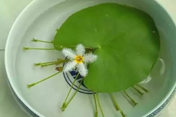 金银莲花怎样换水，需先将金银莲花从基质中取出