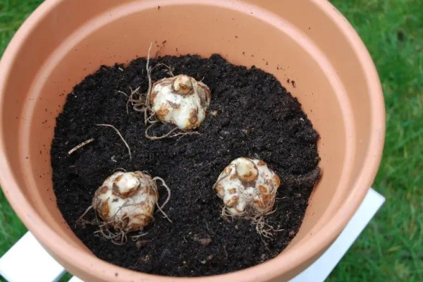 百合花的花期，一般为4-7月份