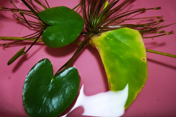 金银莲花怎样换水，需先将金银莲花从基质中取出