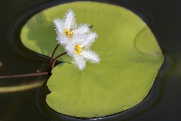 金银莲花怎样换水，需先将金银莲花从基质中取出