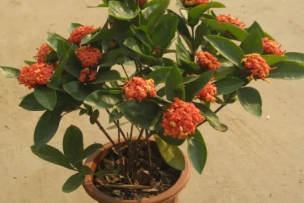 仙丹花怎么养殖，每天最少提供8小时的光照