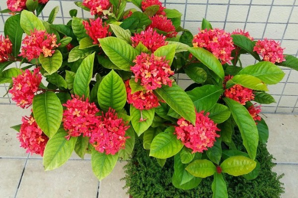 仙丹花怎么养殖，每天最少提供8小时的光照