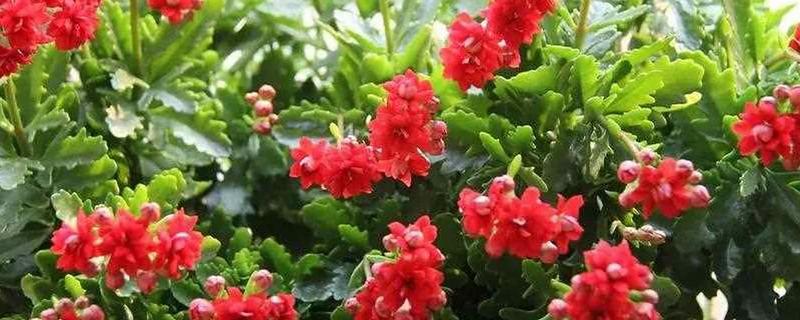 圣诞伽蓝花如何养殖，喜欢生长在比较温暖环境中