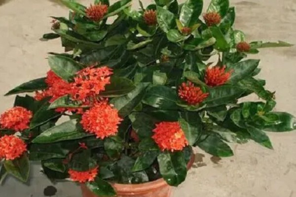 仙丹花怎么养殖，每天最少提供8小时的光照