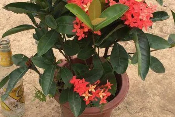 仙丹花怎么养殖，每天最少提供8小时的光照